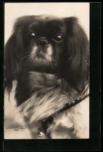 AK Pekinese mit Halsband