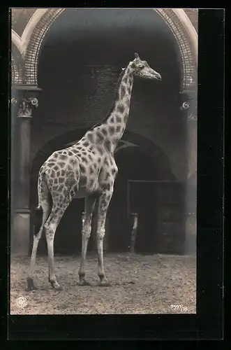 AK Giraffe in einem Zoologischen Garten