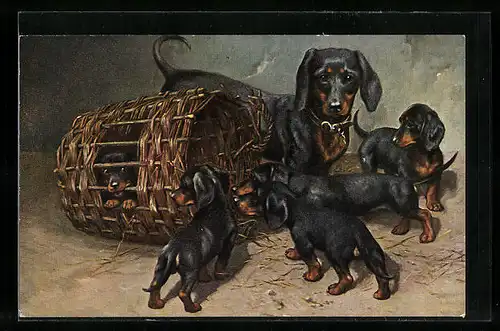 Künstler-AK Dackelmutter mit ihren fünf Welpen und liegendem Körbchen