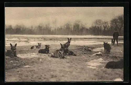 AK Sanitätshunde bei der Rast, Hundeführer im Hintergrund