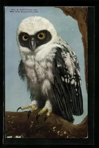 AK New York Zoological Park, Spectacled Owl, Brillenkauz