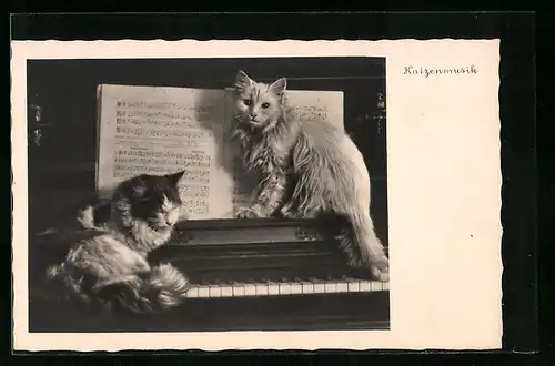 AK Katzenmusik, Zwei Katzen am Klavier