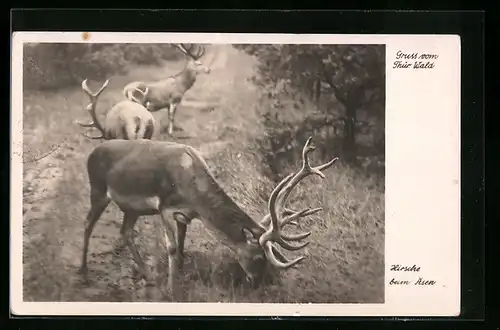 AK Hirsche beim Asen im Thüringer Wald