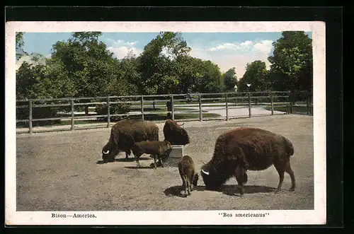 AK Bisons Bos americanus in einem Gehege