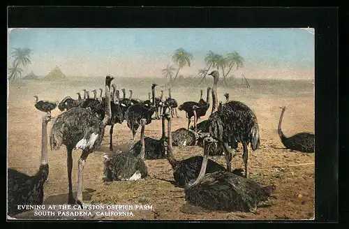 AK South Pasadena, Cal., Strausse der Cawston Ostrich Farm