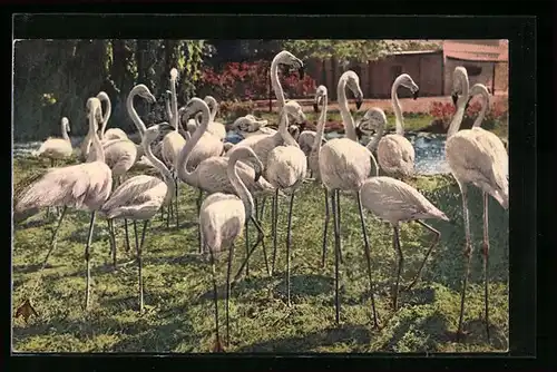 AK Flamingos an einem Teich