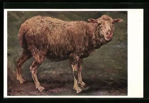 AK Schaf auf einer Wiese