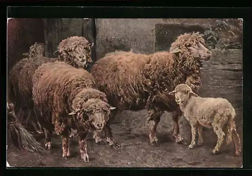 AK Schafe mit Jungem vor dem Stall