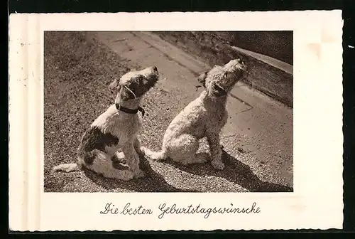 AK Zwei kleine Foxterrier schauen nach oben