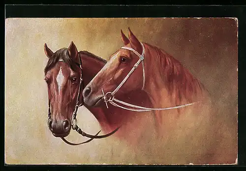 AK Braune Pferde mit Halftern