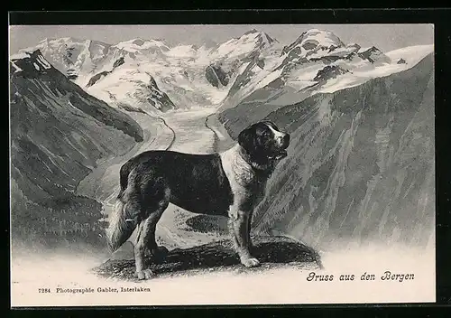 AK Bernhardiner, Ansicht eines Bernhardiners in den Bergen