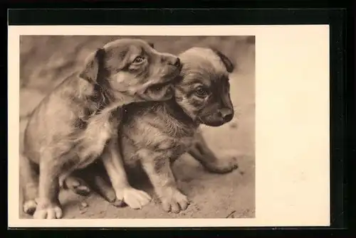 AK Österreichischer Tierschutz, Hundewelpen