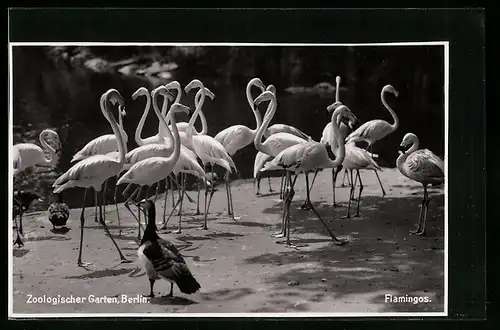 AK Berlin, Flamingos im Zoo