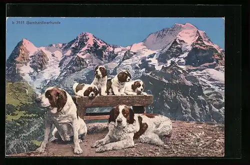 AK Bernhardiner-Paar mit seinem Wurf