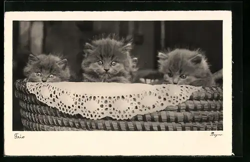 AK Trio, Drei kleine Katzen