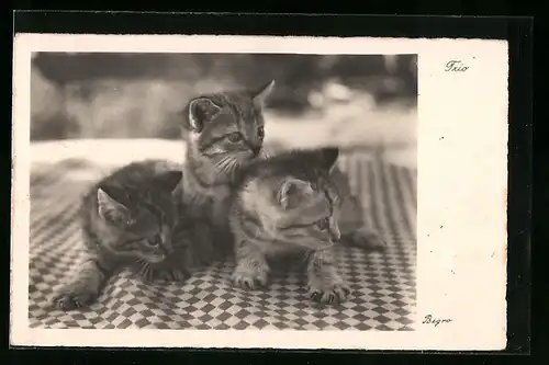 AK Drei getigerte Kätzchen auf einer Decke