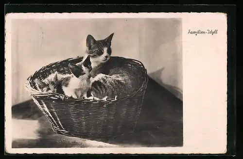 AK Katzenmutter mit Jungen in einem Weidenkorb