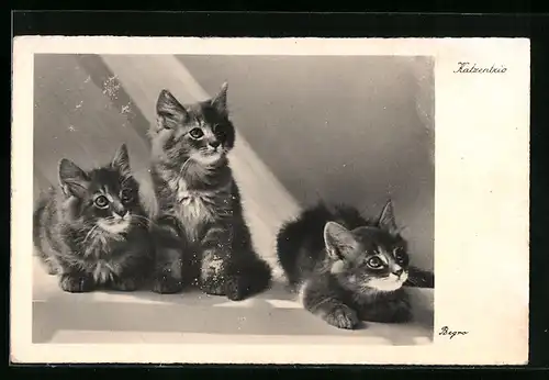 AK Drei junge Katzen mit aufmerksamem Blick