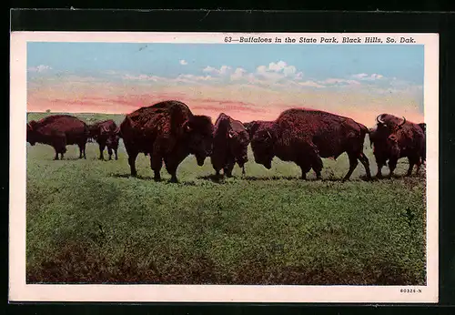 AK Black Hills, So. Dak., Buffaloes in the State Park