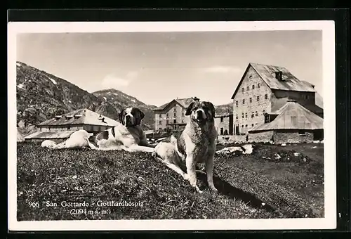 AK San Gottardo, Zwei Bernhardiner vor dem Gotthardhospiz