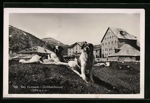 AK San Gottardo, Zwei Bernhardiner auf der Wiese vor dem Gotthardhospiz