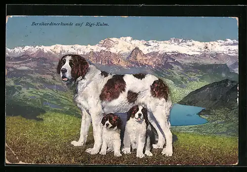 AK Rigi-Kulm, Bernhardiner mit zwei Jungen