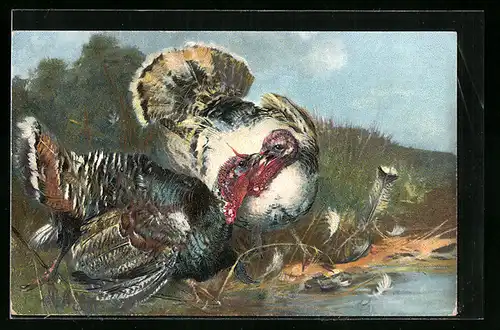 AK Truthahnpaar an einem Gewässer