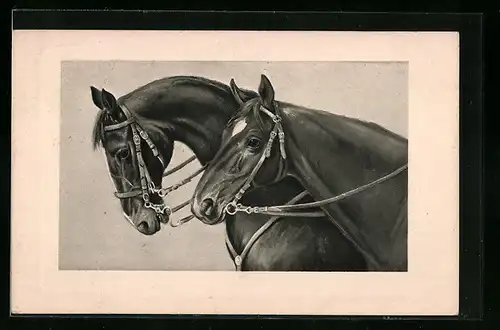 AK Zwei edle Reitpferde mit Geschirr