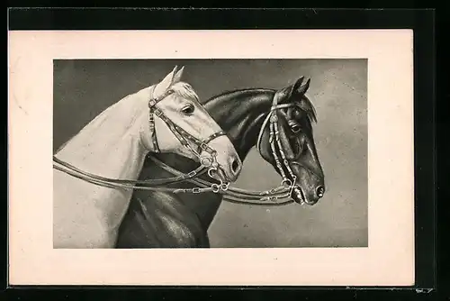 AK Weisses und dunkles Reitpferd mit Geschirr