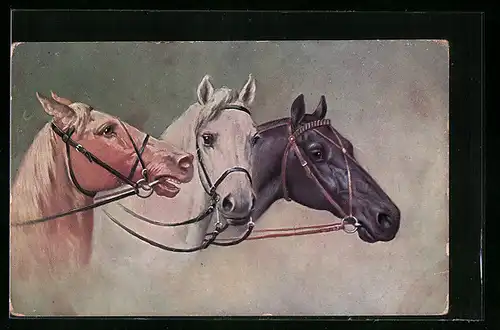 AK drei Pferde mit unterschiedlichem Fell und Zaumzeug