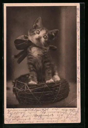 AK Katzenjunges in einem Nest