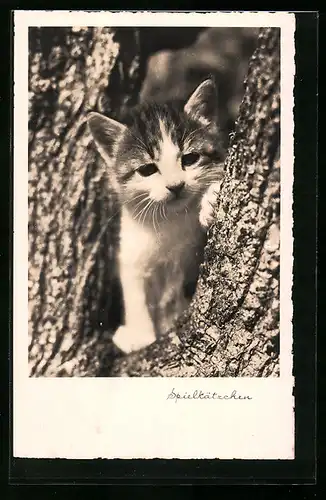 AK Katzenjunges zwischen Baumstämmen