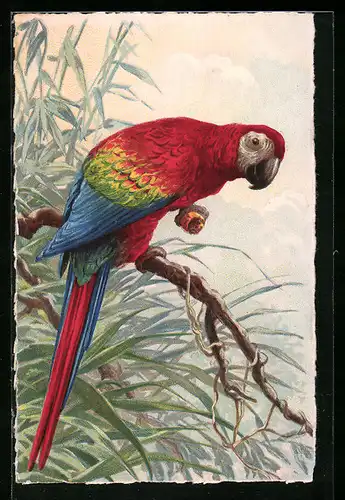 AK Papagei auf einem Baum