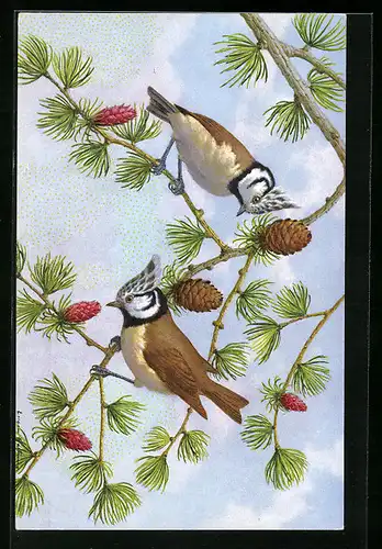 AK Haubenmeisen auf einer Kiefer