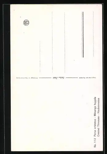 AK Haubenmeisen auf einer Kiefer