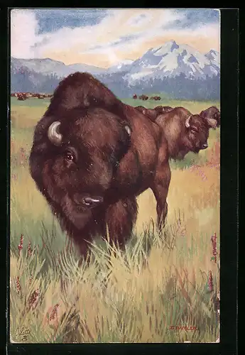 AK Bisons auf einer Wiese im Gebirge