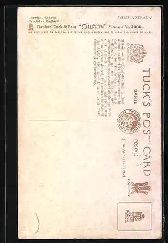 AK Bisons auf einer Wiese im Gebirge