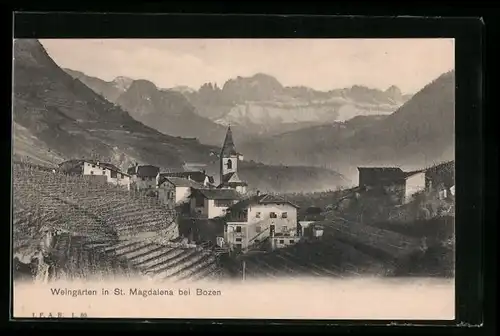 AK St. Magdalena bei Bozen, Ortsansicht mit Weingärten