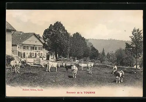 AK Tourne, Ortspartie mit weidenden Kühen
