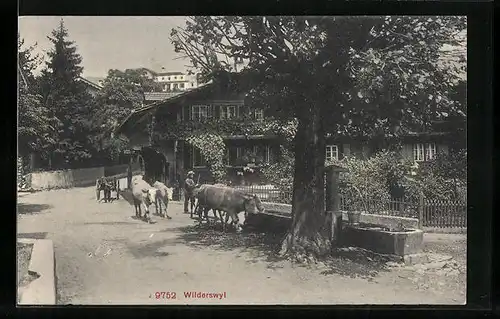 AK Wilderswil, Kühe an der Tränke