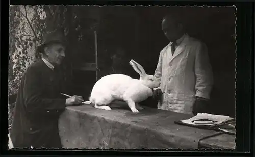 Foto-AK Weisses Preis-Kaninchen