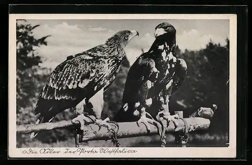 AK Porta Westfalica, Die Adler der Porta Westfalica