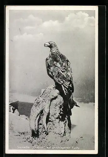 AK Steinadler Gudrun auf geschlagenen Fuchs, Falknerei / Beizjagd, Dressur