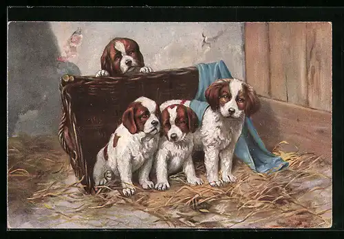 AK Junge Bernhardiner in ihrem Körbchen