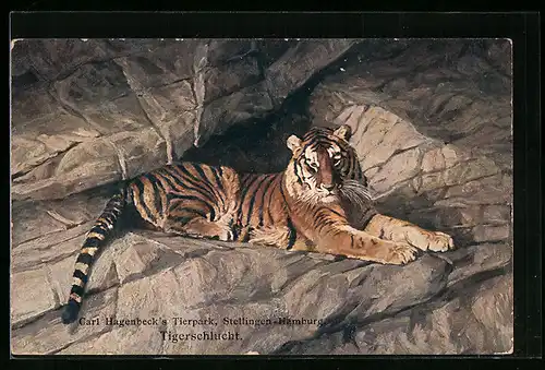 AK Stellingen-Hamburg, Tiger in der Tigerschlucht