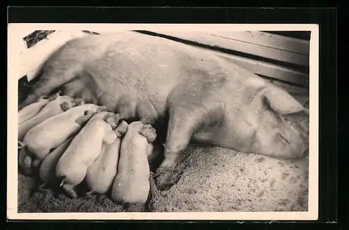 AK Sau säugt ihre Ferkel