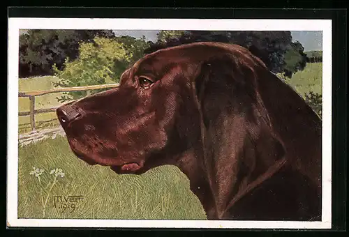 AK Brauner Jagdhund auf einer Wiese