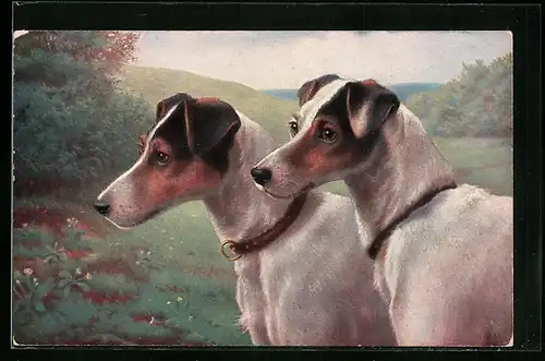 AK Zwei Kurzhaar-Terrier mit Halsband
