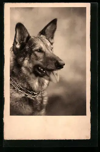 AK Schäferhund mit einer Kette um den Hals