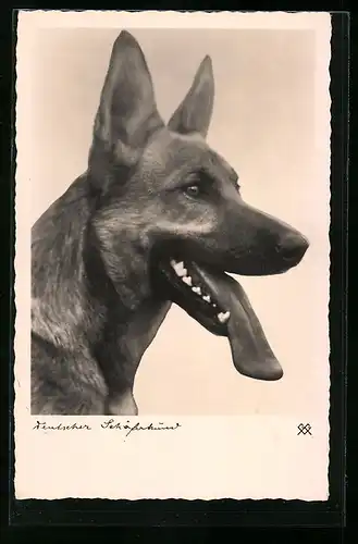 AK Deutscher Schäferhund mit heraushängender Zunge